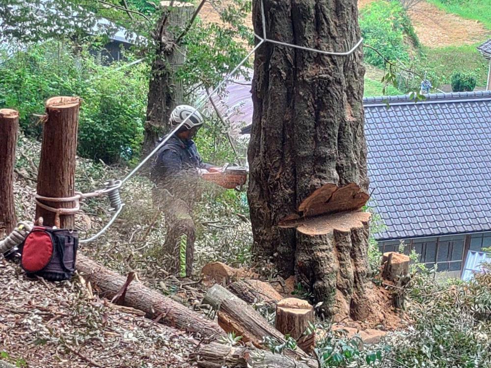 【募集終了】持続可能な林業へ。新規事業に共に挑戦しませんか？森林資源を価値に変える仲間を募集！